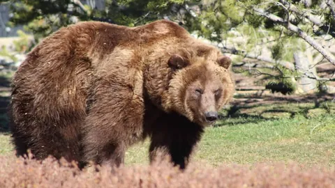 “主场七连胜荣耀对决，挑战六连败低谷之师？深度解析来袭！”